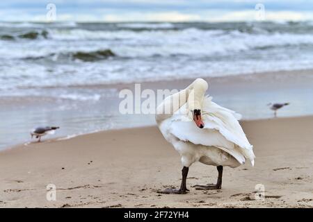 Cygne blanc muet se tenant sur une plage de sable près de la mer Baltique et nettoyant ses plumes. Faune, paysage marin. Banque D'Images