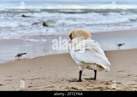 Cygne blanc muet se tenant sur une plage de sable près de la mer Baltique et nettoyant ses plumes. Faune, paysage marin. Banque D'Images