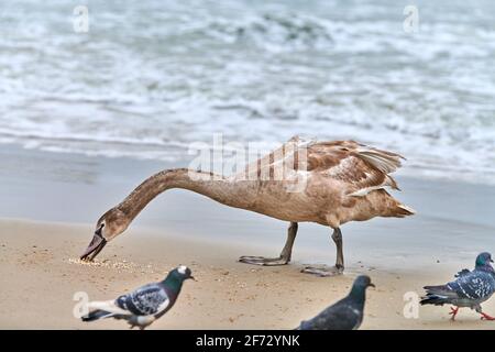 Jeune cygne blanc brun se nourrissant et pêchant en mer. Poussin de cygne avec des plumes brunes à la recherche de nourriture. Muet cygne, nom latin Cygnus olor. Banque D'Images