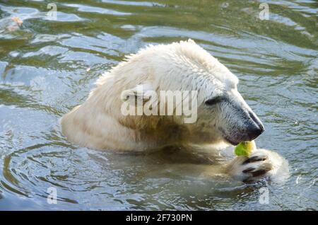 Ours polaire dans l'eau. L'animal mange et conserve la nourriture dans ses pattes. Banque D'Images