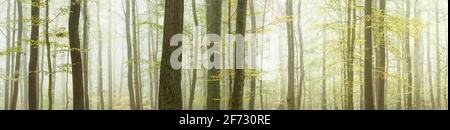 Panorama, forêt mixte à feuilles caduques en automne avec brouillard, Burgenlandkreis, Saxe-Anhalt, Allemagne Banque D'Images