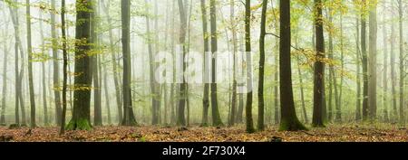 Panorama, forêt mixte à feuilles caduques en automne avec brouillard, Burgenlandkreis, Saxe-Anhalt, Allemagne Banque D'Images