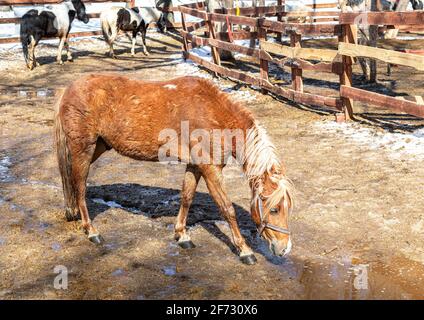 De beaux chevaux à la ferme en plein soleil le jour du printemps Banque D'Images