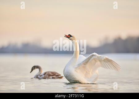 Muet cygne (Cygnus olor) sur le fleuve donau, Bavière, Allemagne Banque D'Images