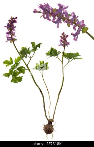 Creux larkspur (Corydalis cava) sur fond blanc, Allemagne Banque D'Images