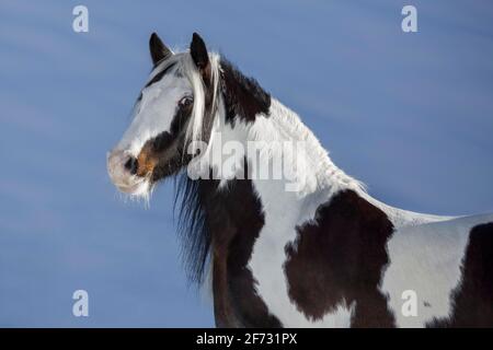 Pied Tinker jument en hiver, portrait, Autriche Banque D'Images