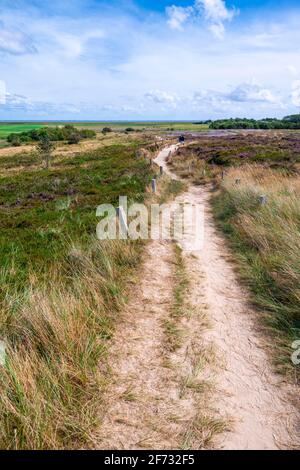 Chemin à travers la lande, Morsum, Sylt, Île de la Frise du Nord, Mer du Nord, Frise du Nord, Schleswig-Holstein, Allemagne Banque D'Images