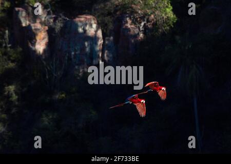 Macaw rouge et vert (Ara chloroptera), Buraco das Araras, paire volante, Mato Grosso du Sul, Brésil Banque D'Images