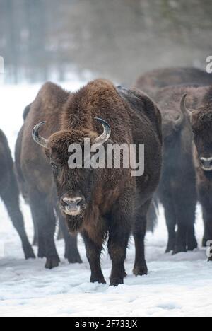 Bison européen (Bison bonasus) dans la lande de Borken, Masuria, Pologne Banque D'Images