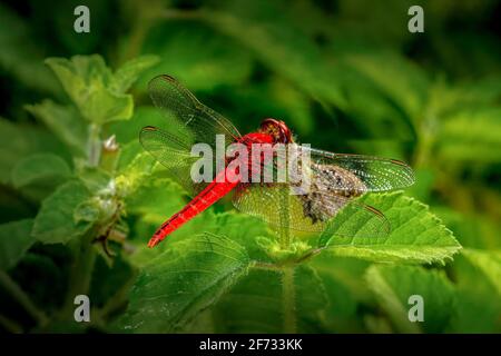 Dard à V rouge perché sur une branche de plante. Banque D'Images