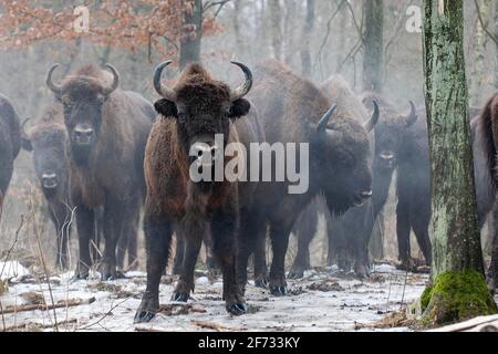 Bison européen (Bison bonasus) dans la lande de Borken, Masuria, Pologne Banque D'Images