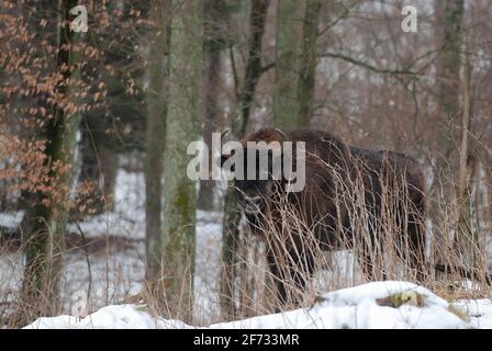 Bison européen (Bison bonasus) dans la lande de Borken, Masuria, Pologne Banque D'Images