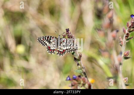 Fétoon du sud (Zerynthia polyxena), assis sur la fleur de lungwort, Extremadura, Espagne Banque D'Images