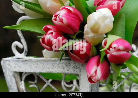 Tulipes d'autruche, bouquet de tulipes ( Tulipa spec.) Banque D'Images