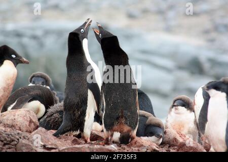 Pingouin d'Adelie dans une colonie de reproduction sur les îles Fish in Antarctique Banque D'Images