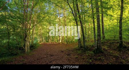 forêt de hêtre en été. arbres à feuilles caduques dans la lumière du matin. magnifique fond de nature Banque D'Images