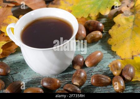 Café Acorn, chêne anglais, chêne anglais (Quercus robur), tasse Banque D'Images