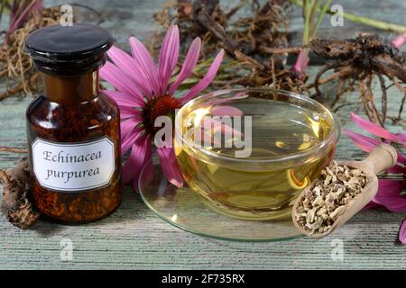 Tasse de thé rouge (Echinacea purpurea) de conefleet Banque D'Images