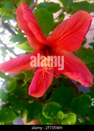 Fleur rouge. Hibiscus Banque D'Images