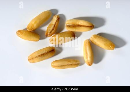 Avoine (Avena sativa), grains d'avoine Banque D'Images