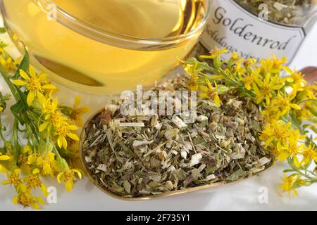 Tasse de thé de goldenrod (Solidago virgaurea), véritable goldenrod, thé de goldenrod Banque D'Images