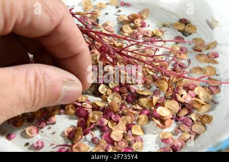 Melon de jardin (Atriplex hortensis), graines Banque D'Images