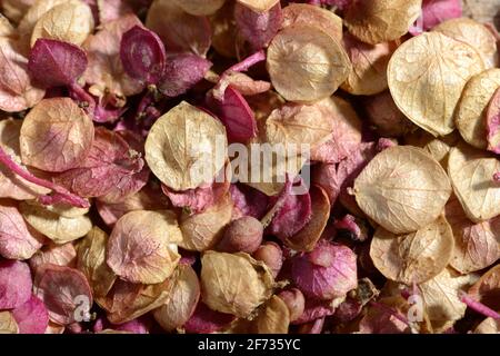 Melon de jardin (Atriplex hortensis), graines Banque D'Images