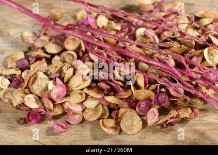 Melon de jardin (Atriplex hortensis), graines Banque D'Images