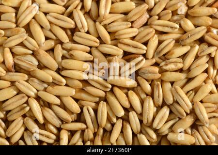 Avoine (Avena sativa), grains d'avoine Banque D'Images