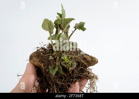 Pommes de terre (Solanum tuberosum), cône Angelner, pommes de terre prégermées Banque D'Images