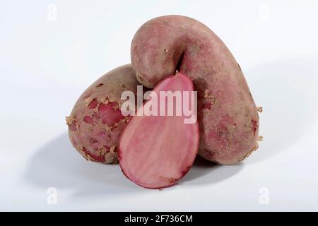Pommes de terre (Solanum tuberosum), variété Red Emalie Banque D'Images