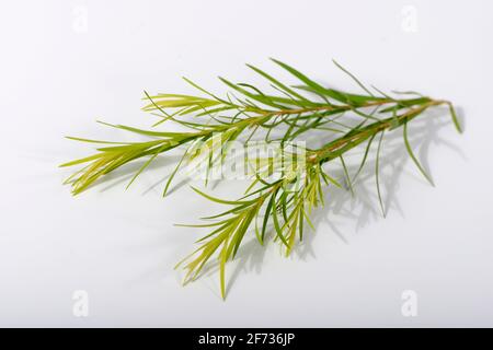 Arbre à thé (Melaleuca alternifolia) Banque D'Images