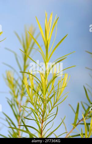 Arbre à thé (Melaleuca alternifolia) Banque D'Images