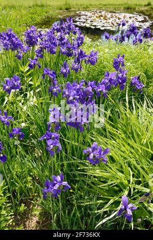 Iris sibérien (Iris sibirica), variété Lac de Constance Banque D'Images