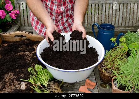 Plantation d'un pot de plantes avec des herbes, remplissage du terreau en pot, basilic (Ocimum basilicum), persil (Petroselinum crispum), romarin (Rosmarinus Banque D'Images