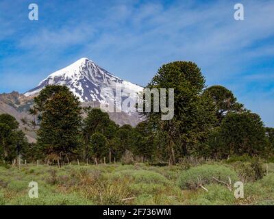 Vue sur le volcan Lanin avec arbres d'Araucaria, parc national de Lanin, Argentine Banque D'Images