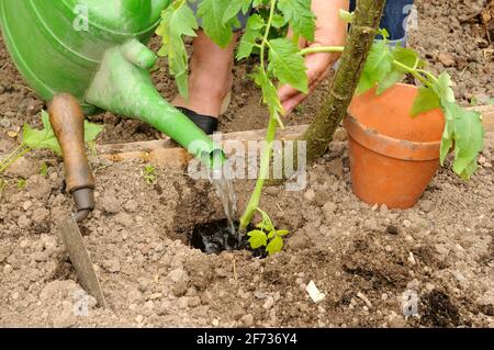 Jardin biologique, plantation de tomates, système de boîte, plants de tomates, arrosoir, arrosage Banque D'Images