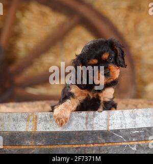 Cavalier King Charles, chiot, brun-noir, 7 semaines Banque D'Images