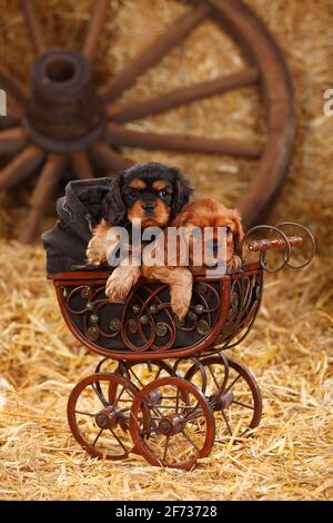 Cavalier King Charles Spaniel, deux chiots, rubis et noir et brun clair, 7 semaines, allongé dans un pram de poupée Banque D'Images