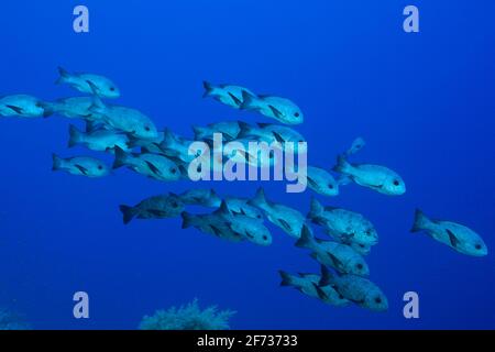 Shoal de vivaneau noir (Macolor niger), St. Johns, Mer Rouge, Égypte Banque D'Images