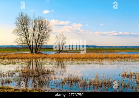 La réserve naturelle idyllique de Bingenheimer Ried, qui abrite de nombreux oiseaux sauvages, est située à l'ouest de Bingenheim (Wetterau) dans la plaine inondable de Horloff. Banque D'Images