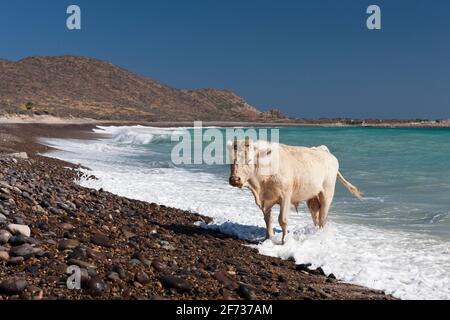 Bétail sur la plage de Cabo Pulmo, parc national de Cabo Pulmo, Baja California sur, Mexique Banque D'Images