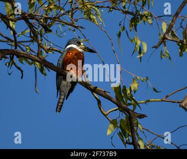 Un kingfisher annelé (Megaceryle torquata) perçant dans un arbre de la ville de Buenos Aires. C'est le plus grand kingfisher d'Amérique du Sud Banque D'Images