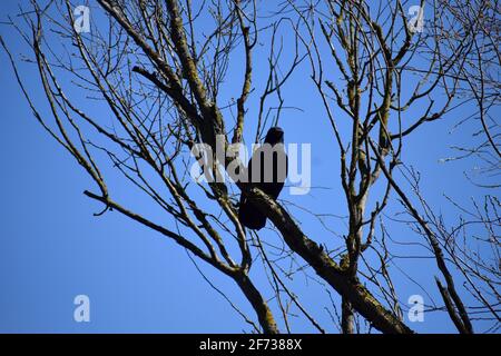 Raven dans un arbre Banque D'Images