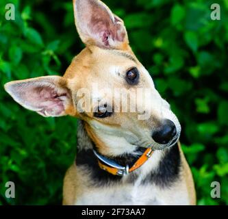 Un chien curieux est à l'extérieur Tilting il est tête dedans Format d'image vertical Banque D'Images