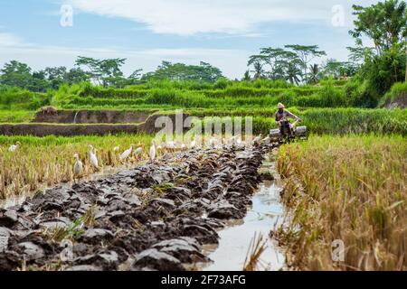 Ubud, île de Bali, Indonésie - 25 mars 2017 : agriculteur indonésien labourant par un tracteur à deux roues en terrassé champ de riz. Plantations traditionnelles de riz Banque D'Images