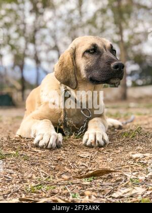 Chien de renommée mondiale Sivas Kangal, 5 mois, chiot féminin en Turquie Banque D'Images