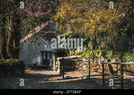 Une belle cour d'une maison d'été avec un triangle toit dans l'arrière-plan défoqué et arbres de printemps en pleine floraison fleur jaune et violette Banque D'Images