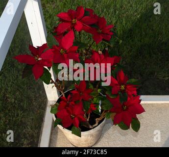 Poinsettia au printemps nous sommes déjà au printemps et mon buisson poinsettia me surprend avec sa beauté. Banque D'Images