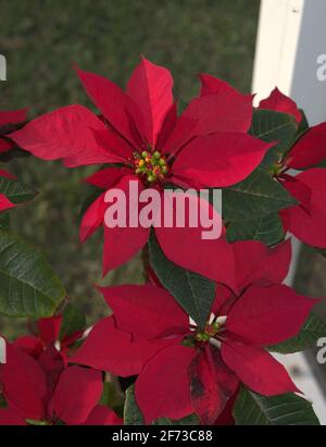 Poinsettia au printemps nous sommes déjà au printemps et mon buisson poinsettia me surprend avec sa beauté. Banque D'Images